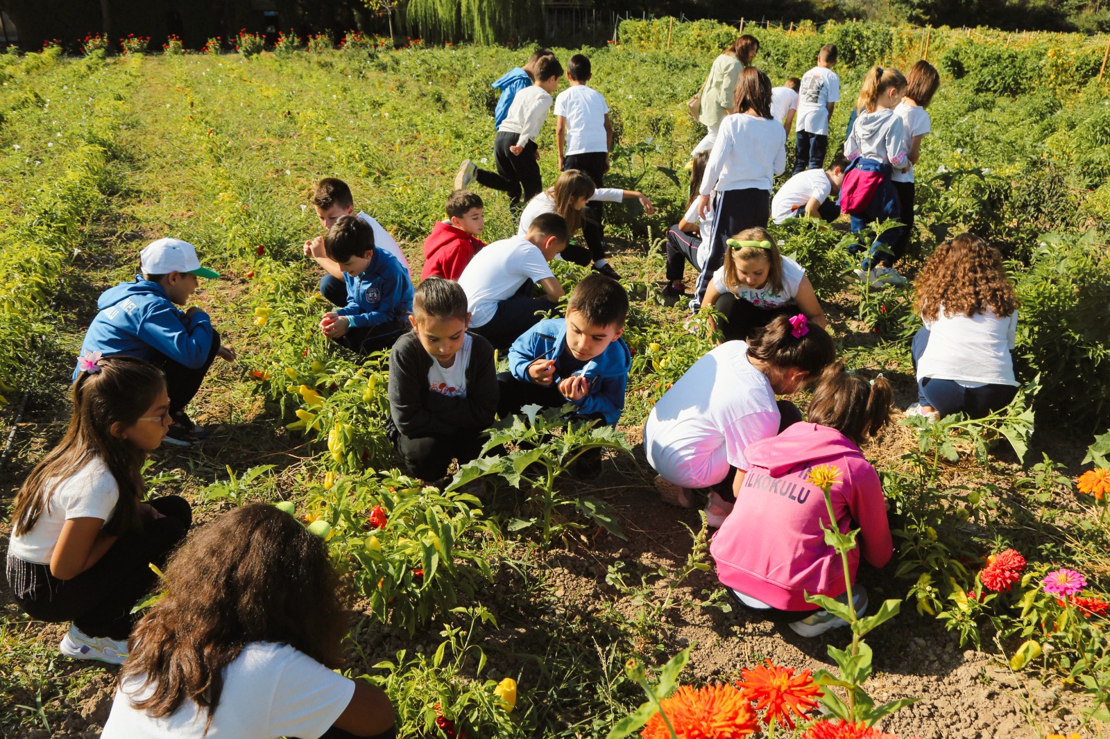 Eskişehir’de öğrenciler yerel tohum çıkartma işlemine katıldılar