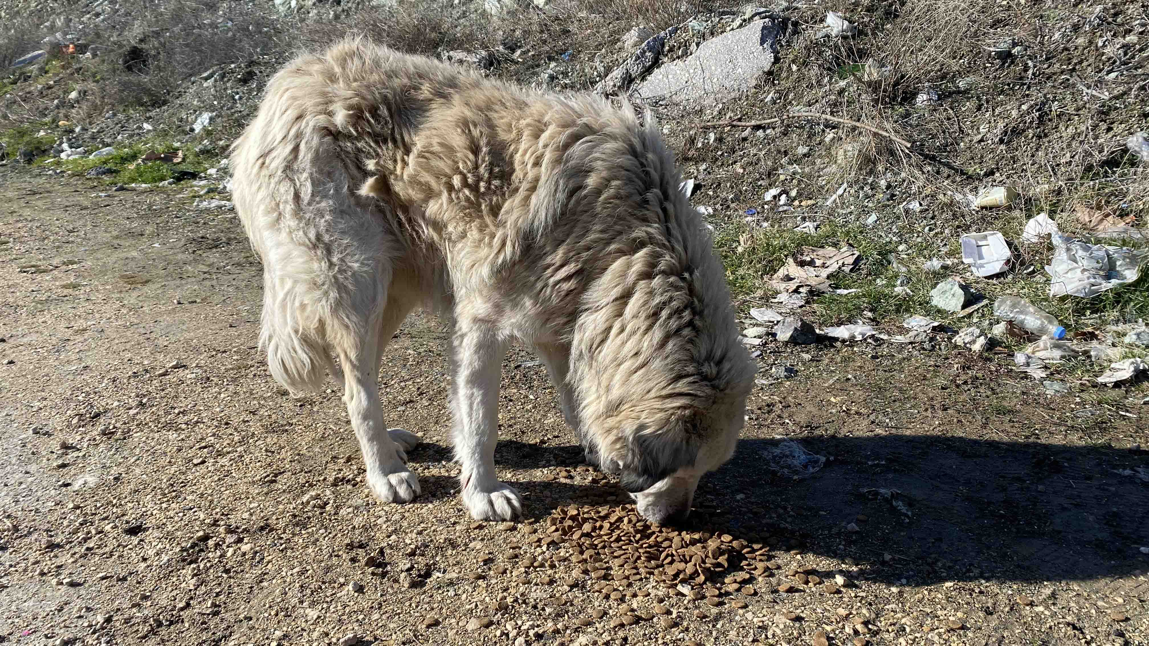 Eskişehir’de gençler “Patilere El Uzat” etkinliğine katıldı