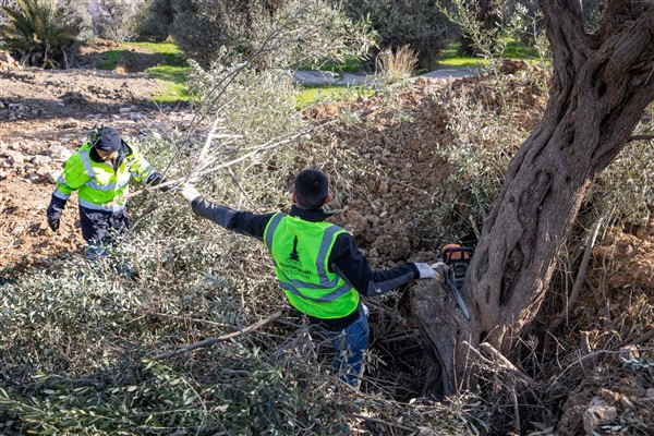 İzmir Belediyesi, Buca Onat Tüneli güzergahındaki ağaçları koruma altına aldı