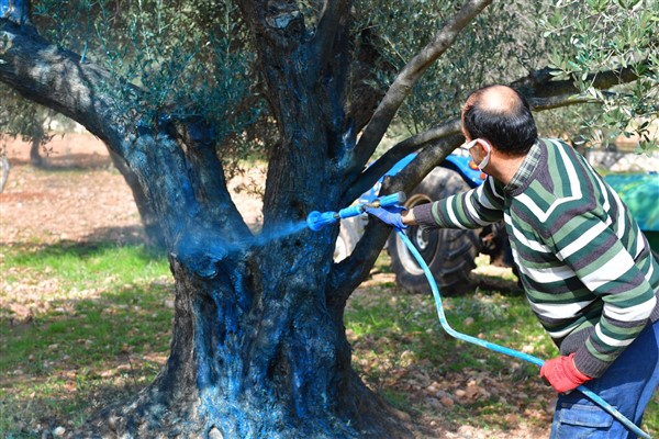 İzmir Büyükşehir Belediyesi, zeytin üreticisine bordo bulamacı desteği verdi