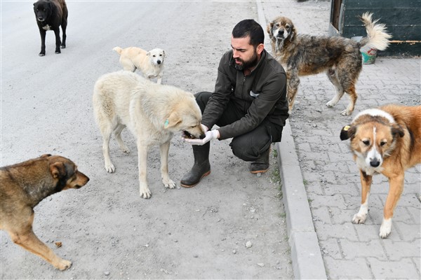 Esenyurt Belediyesi, sokak hayvanları için belirli noktalara mama bırakıyor