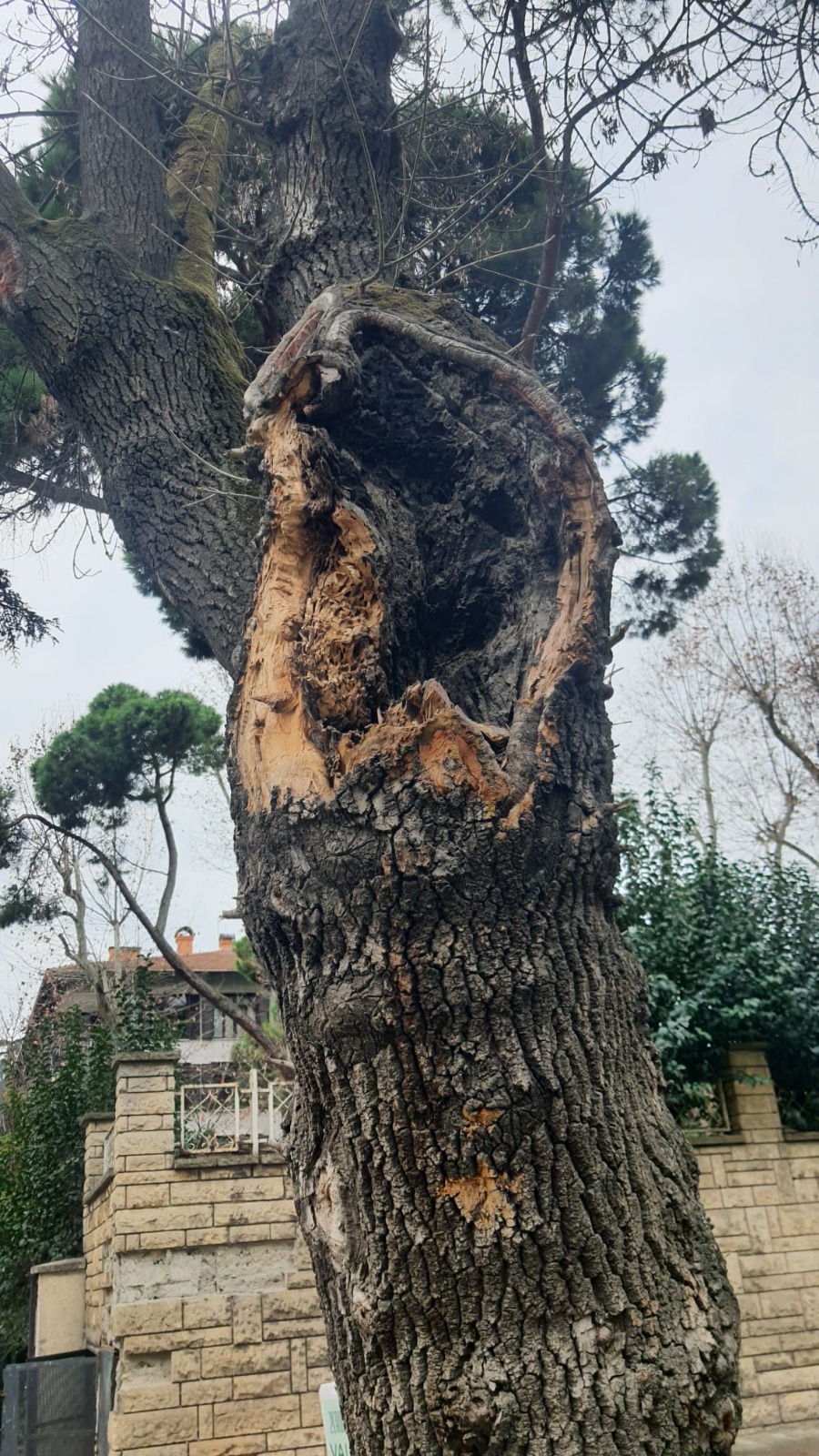 Kadıköy’de hasta ağaçların yerine yenileri dikilecek