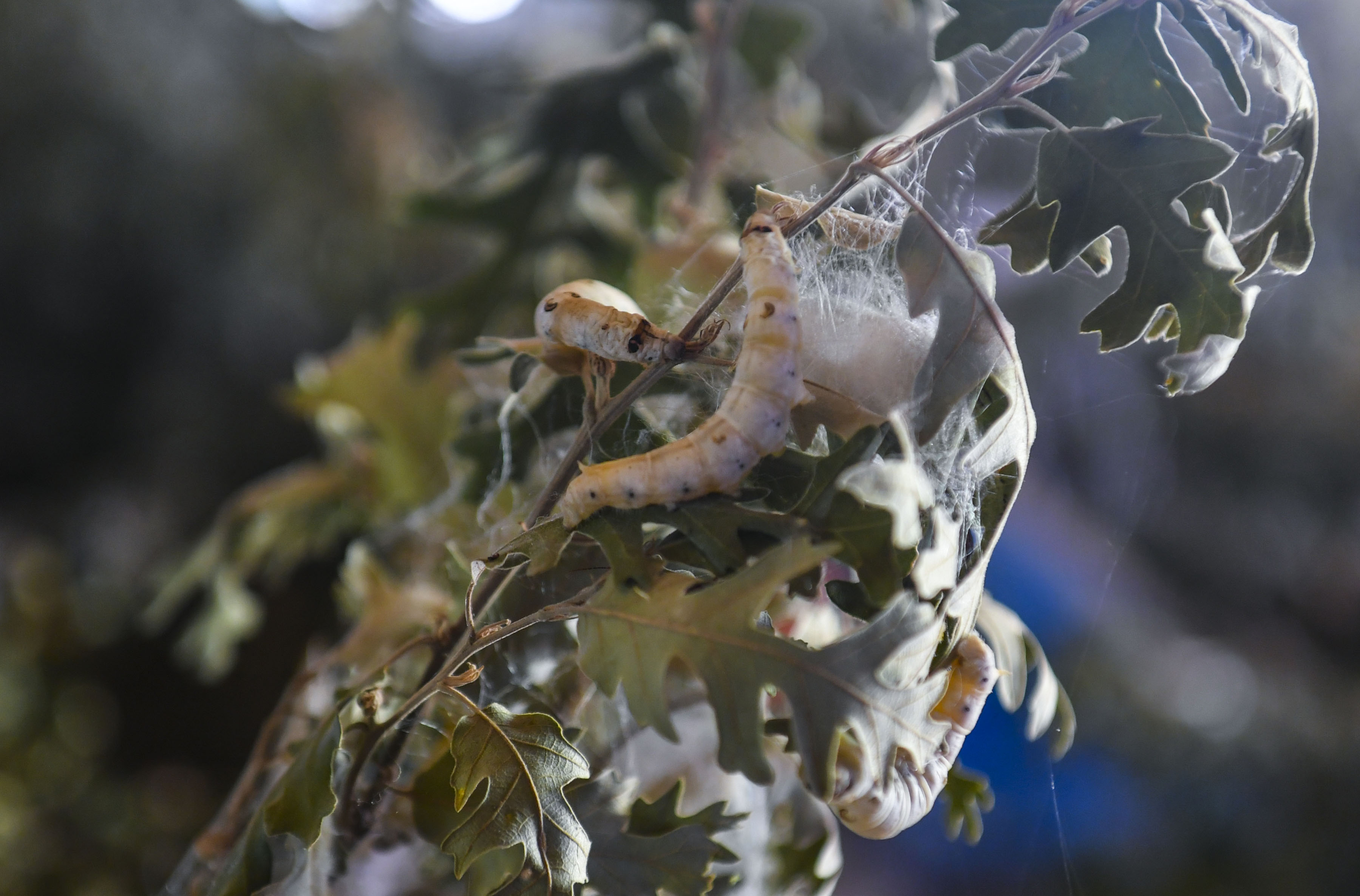 Ankara Büyükşehir’den İpek böceği yetiştiricilerine destek