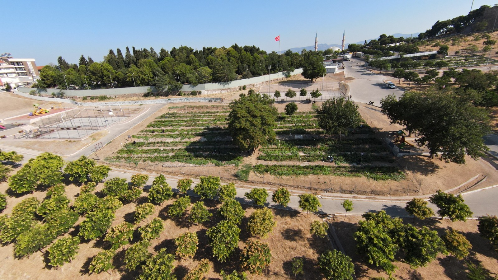 İzmir’deki mahalle bostanında hasat başladı