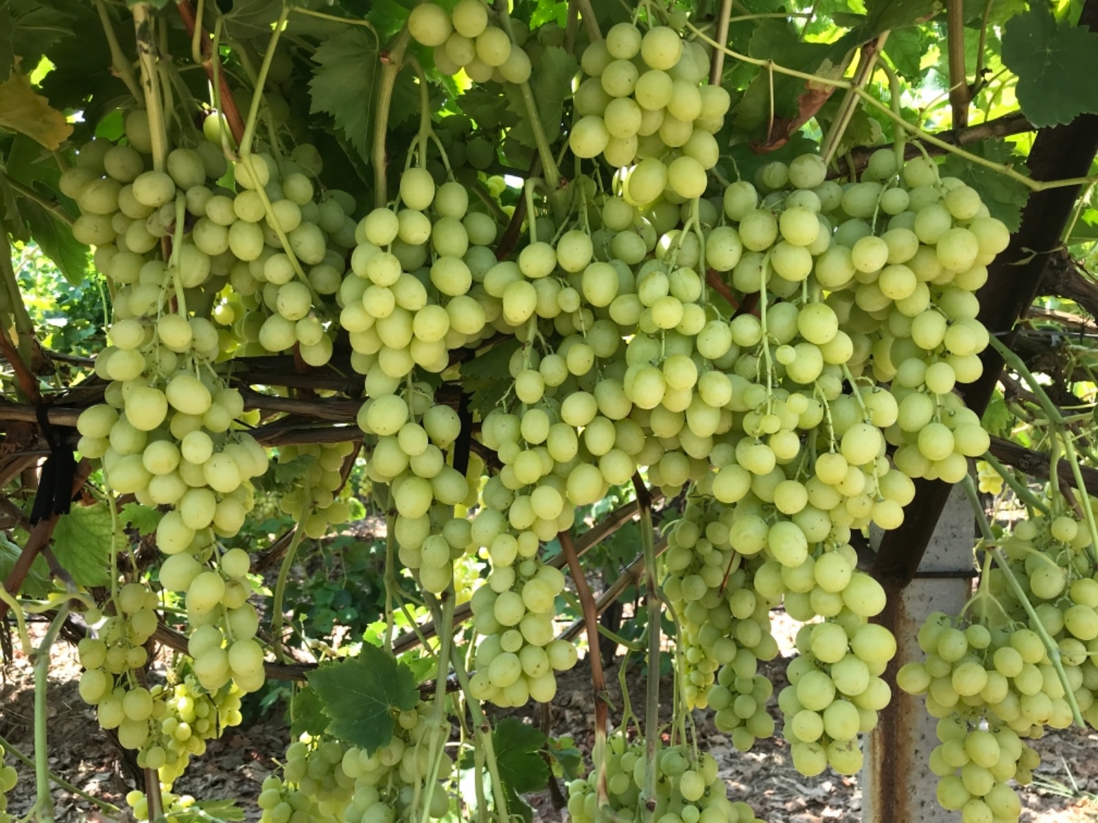 Superior Seedless üzümün ihracatı başladı