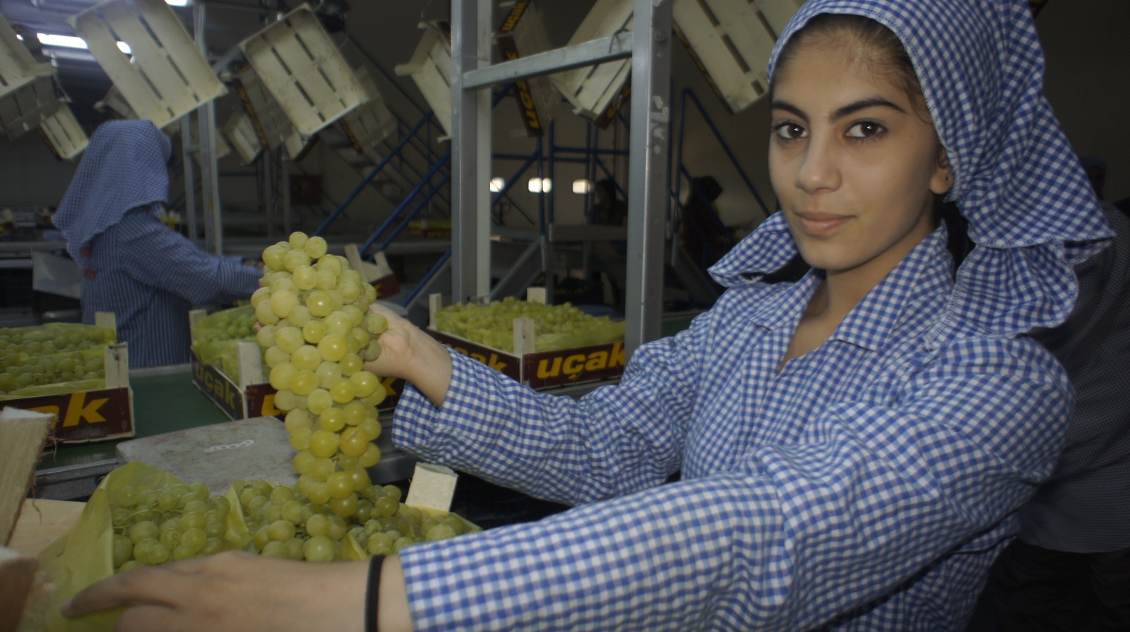 Superior Seedless üzümün ihracatı başladı