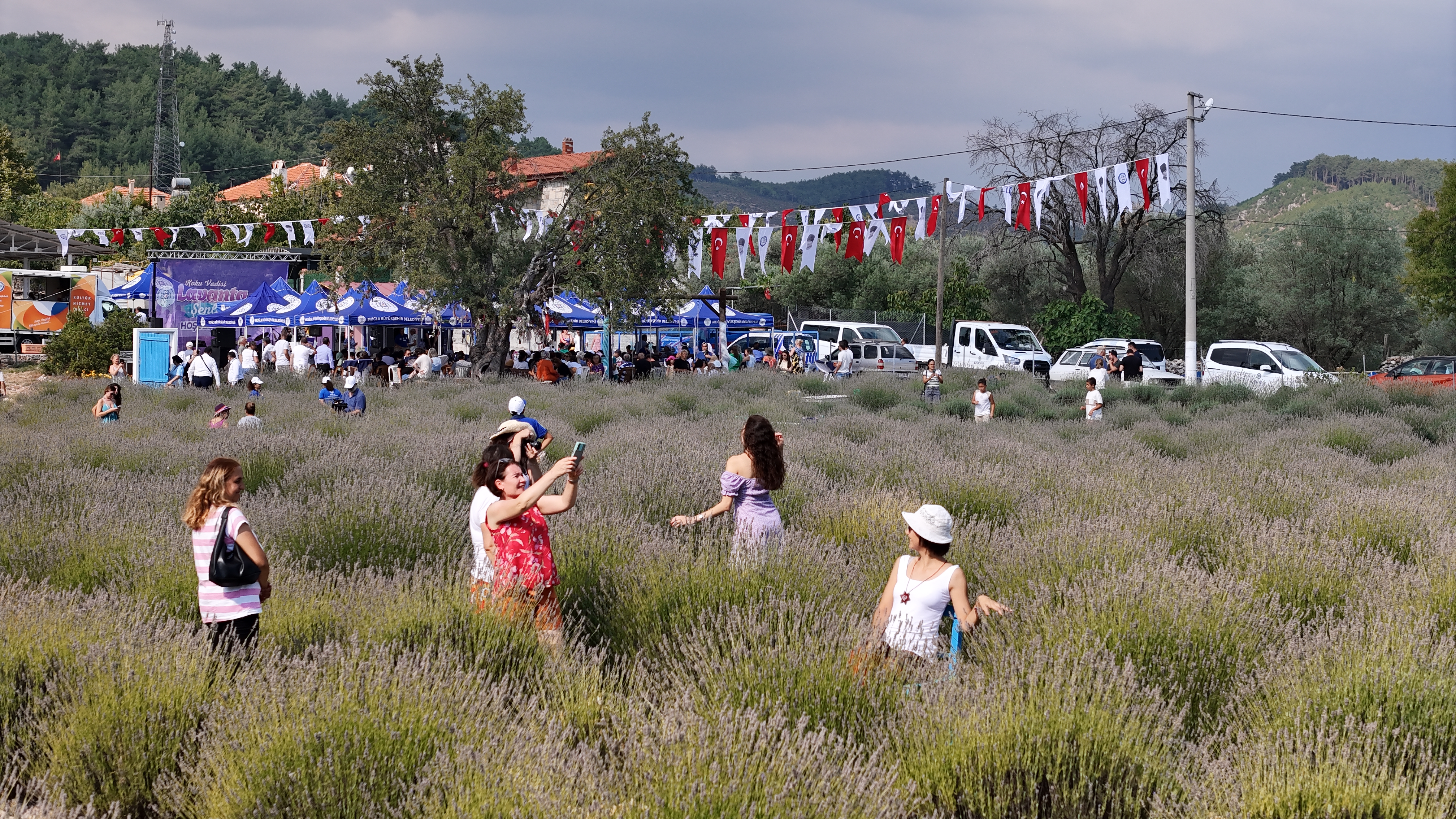 Başkan Aras, Lavanta Şenliği’nde ilk hasadı yaptı