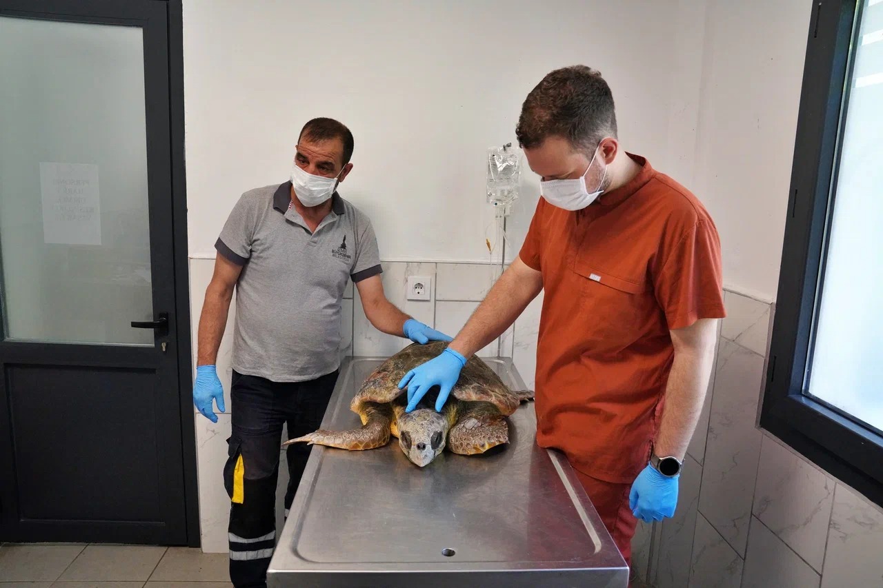 İzmir’deki yaralı caretta caretta tedavi kurtarıldı