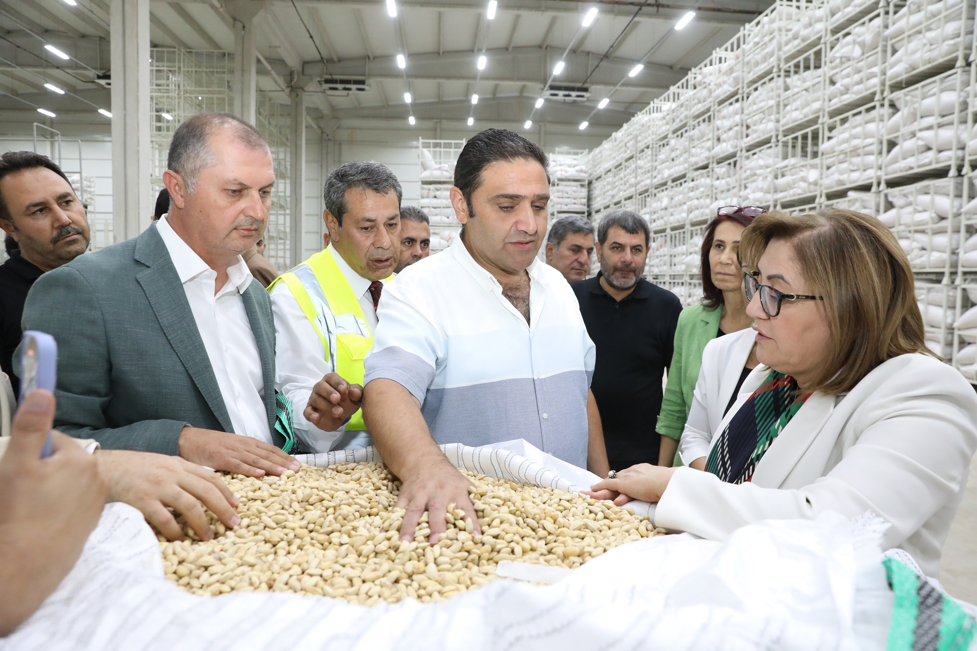 Gaziantep Büyükşehir Belediyesi, boz kavlak fıstığın alımına başladı