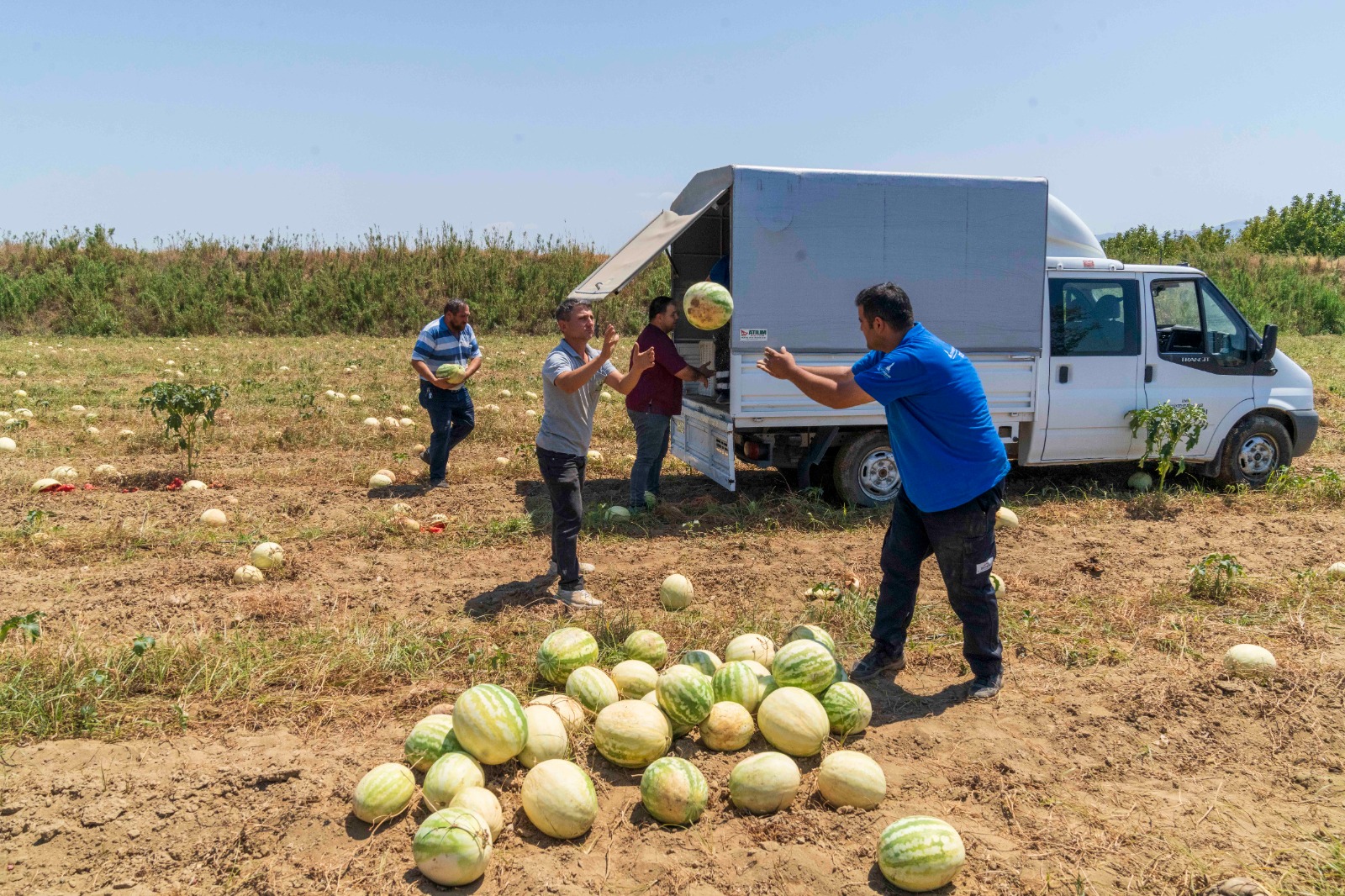 İzmirli çiftçi tarlada kalan karpuzunu hayvanlara bağışladı