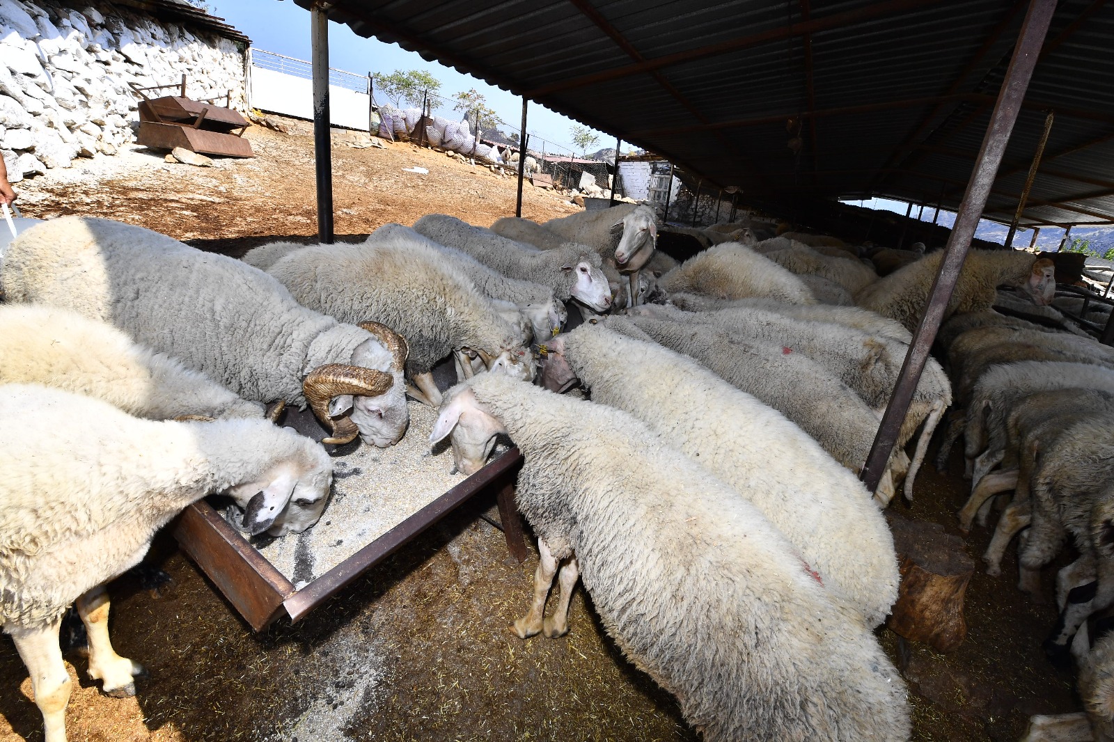 İzmir’deki yangında meraları zarar gören çiftçilere 4 ton yem desteği verildi