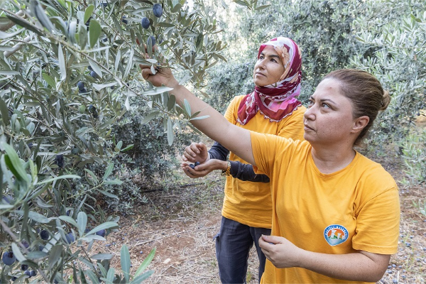 Mezitli’de zeytin hasadı, kız çocuklarına eğitim desteği sağlayacak