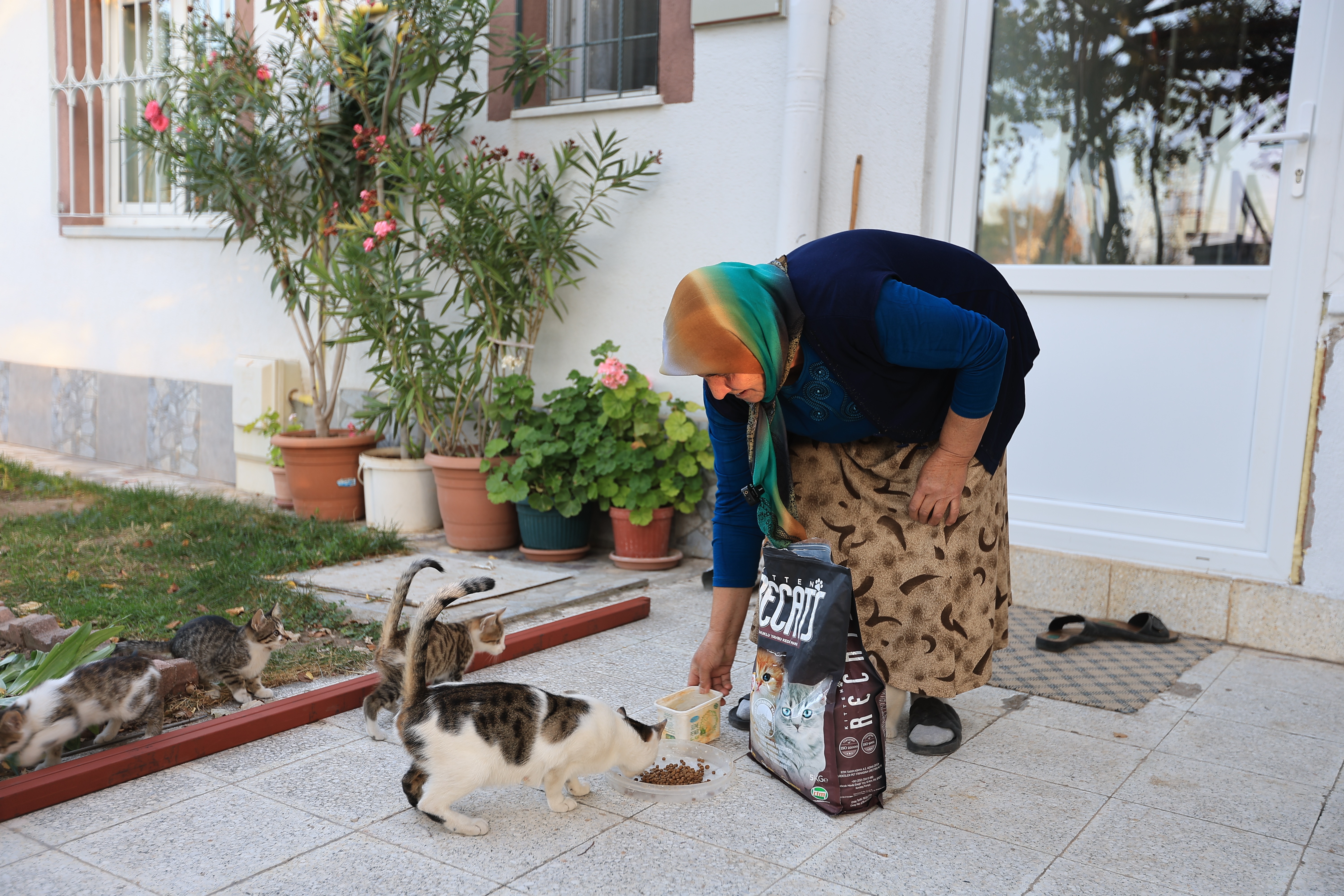 Kayseri Büyükşehir Belediyesi, kediler için mama talebini yerine getirdi