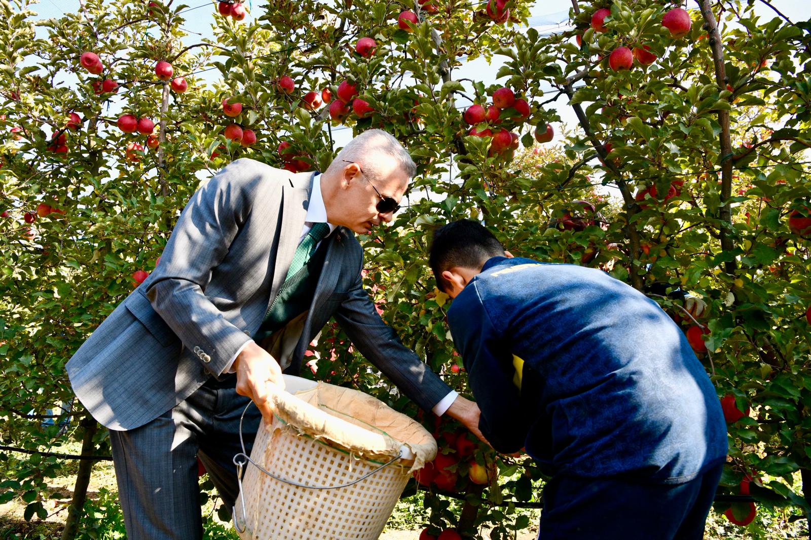 Karaman Valisi Çiçekli, elma hasadı yaptı