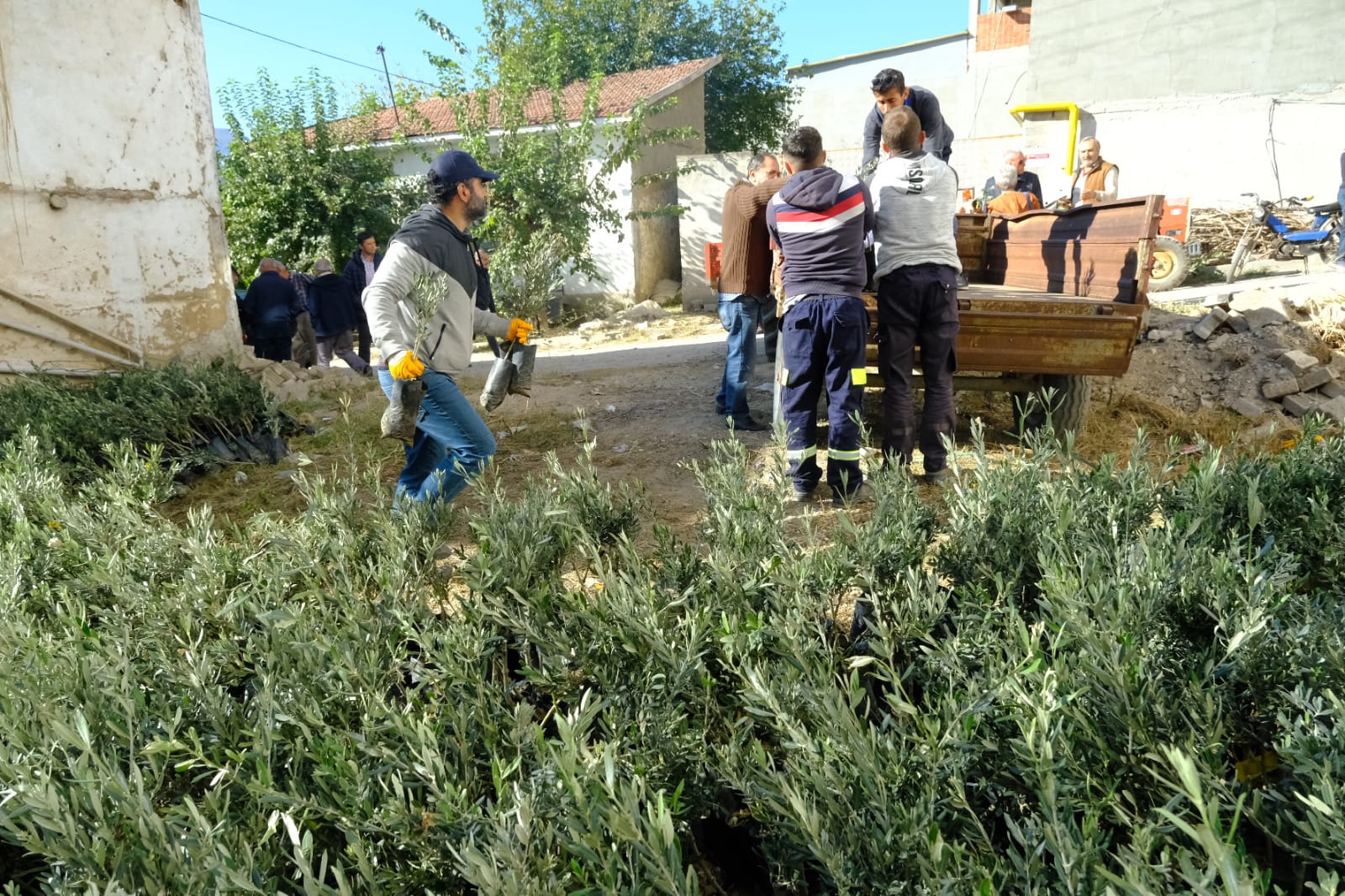 Başkan Ünlüce: Zeytinciliği yeniden canlandırdık