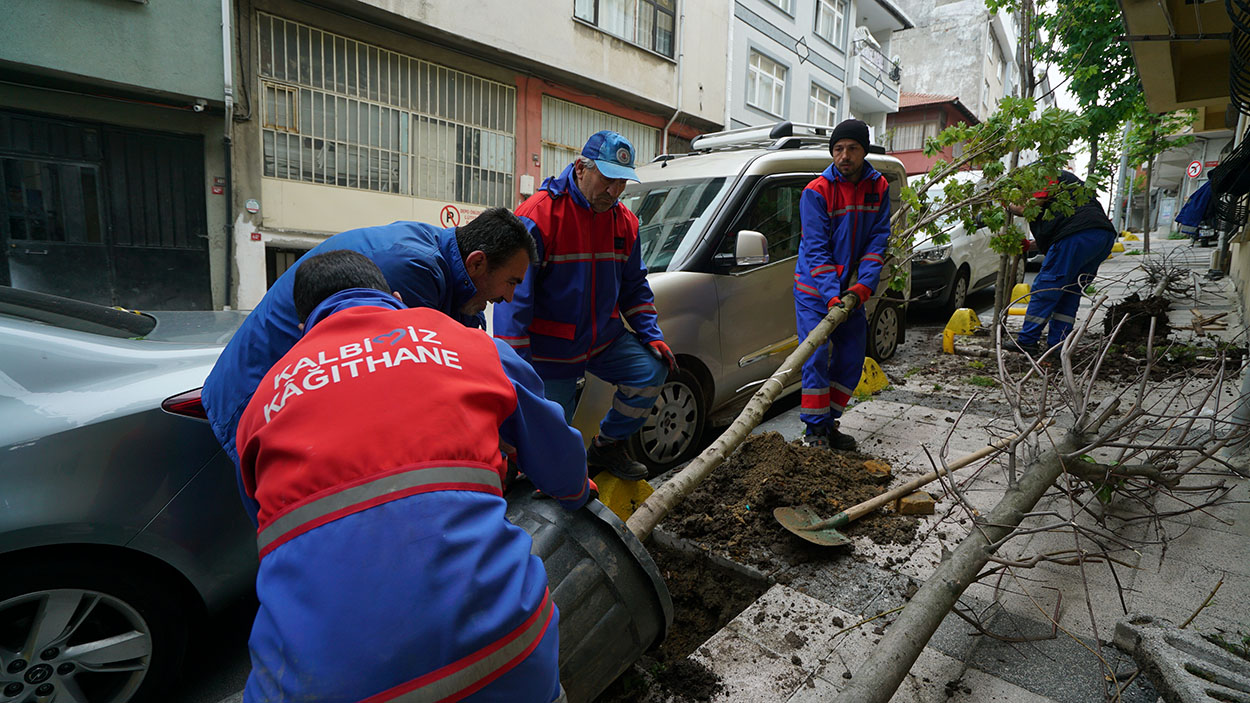 Kağıthane Belediyesi, 50 bin adet ağaç dikimi gerçekleştirdi