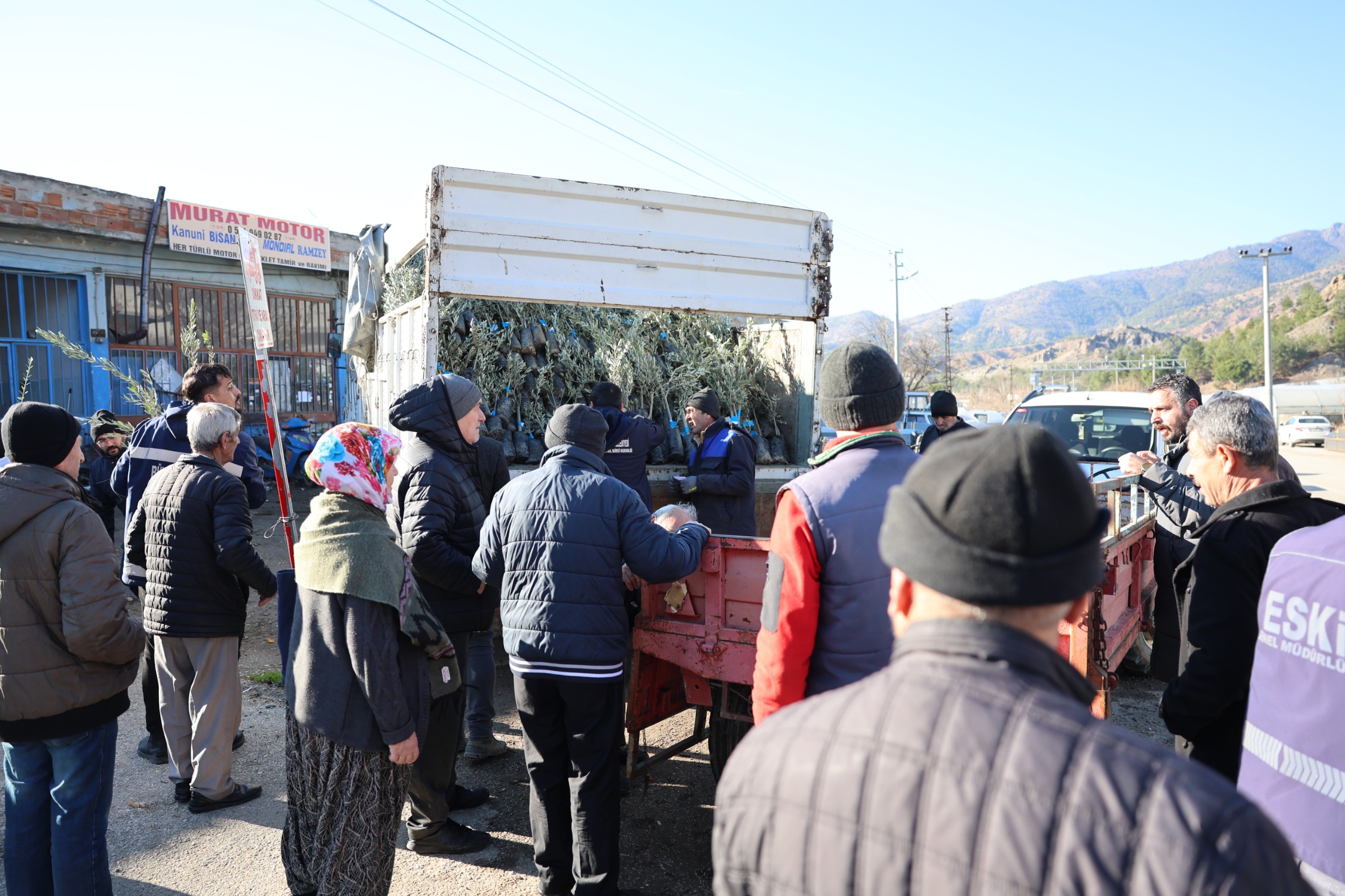 Mihalgazi ve Sarıcakaya’da 17 bin zeytin fidanı dağıtıldı