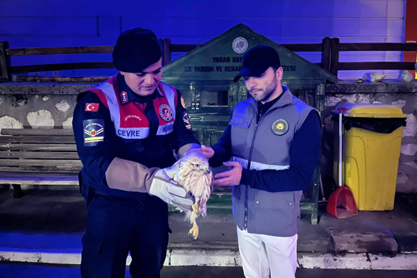 Karaman’da “Paçalı Şahin” koruma altına alındı