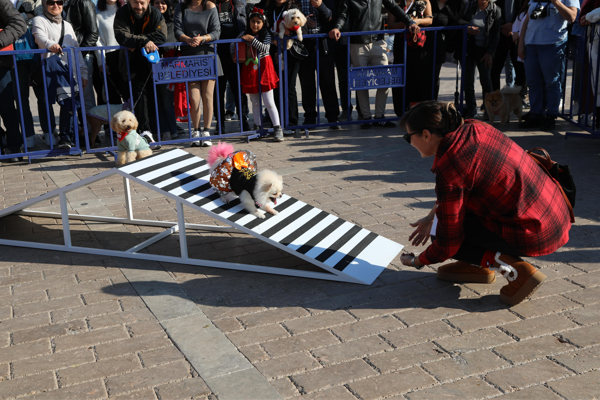 PatiFest’te 3 köpek sahiplendirildi