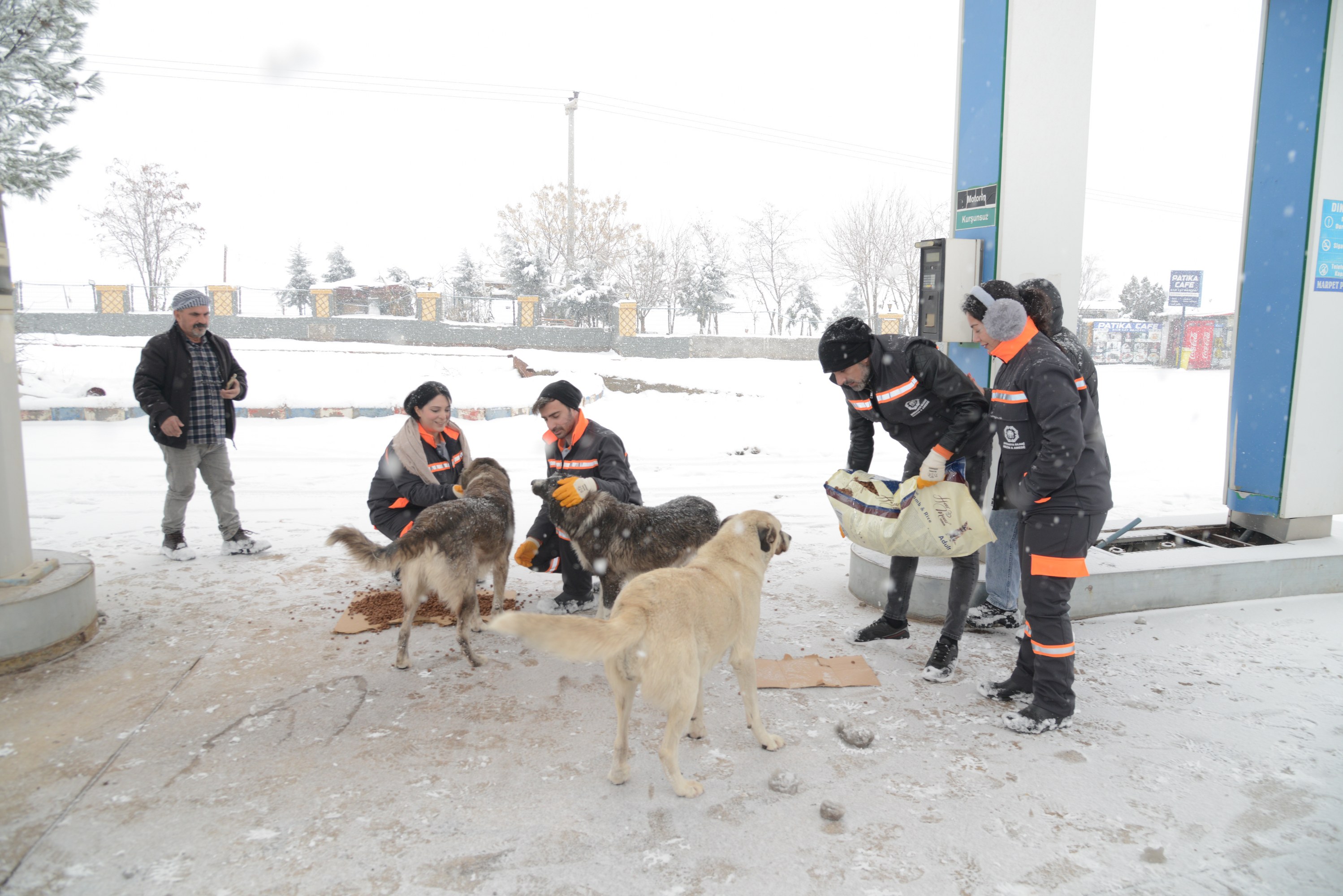 Diyarbakır’da sokak hayvanları için 50 noktaya mama bırakıldı