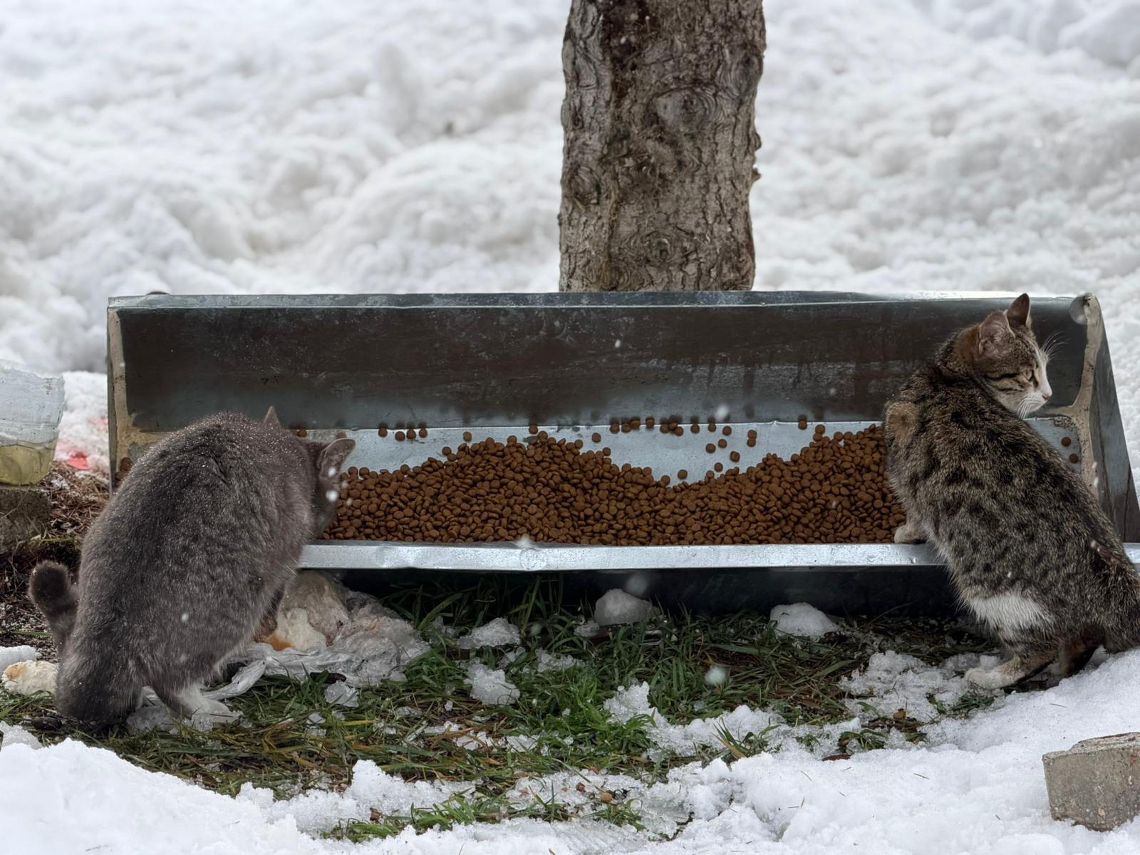 Karabük Belediyesi’nden sokak hayvanlarına destek