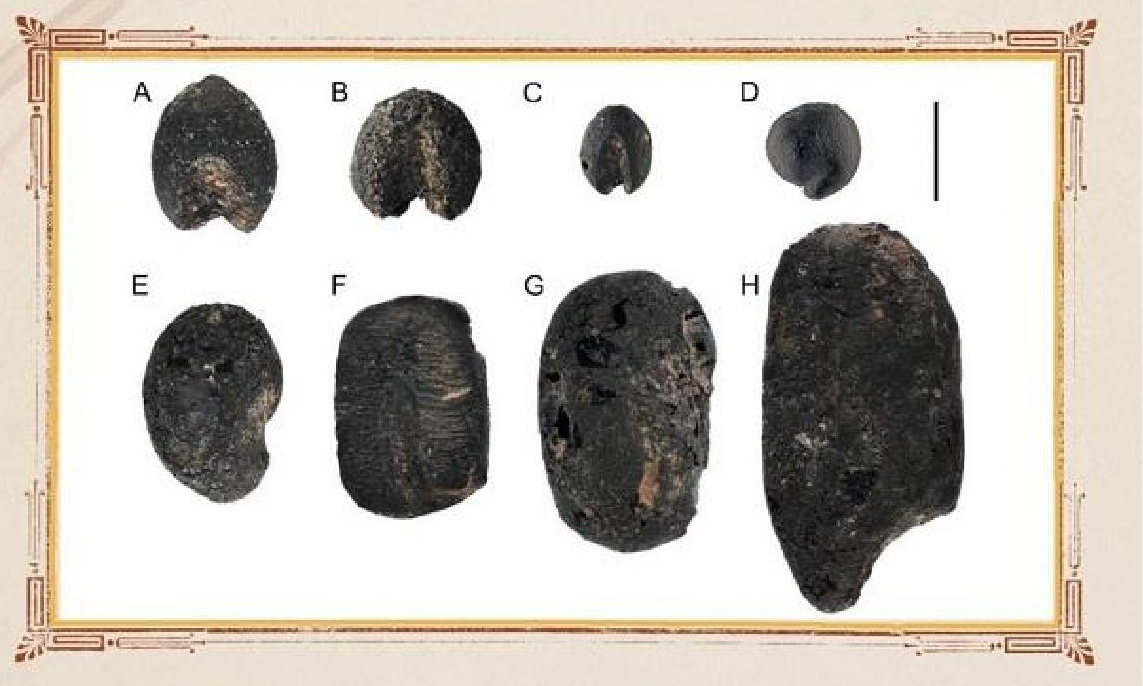 CMG, 2025’in en önemli 10 iç ve dış arkeoloji haberini belirledi