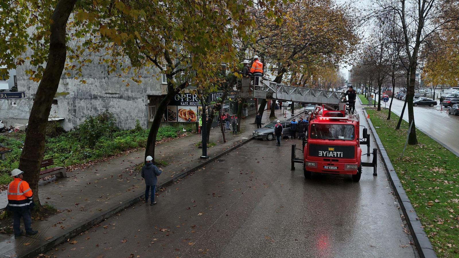 Ordu’da riskli ağaçlar budandı