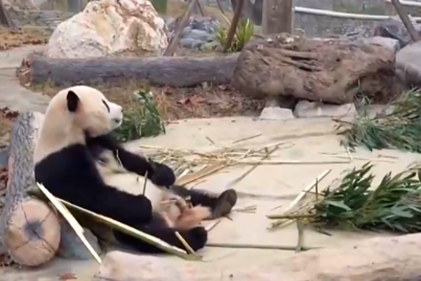 Çin’in yeni ”Dev Panda” merkezi, halkın ziyaretine açıldı