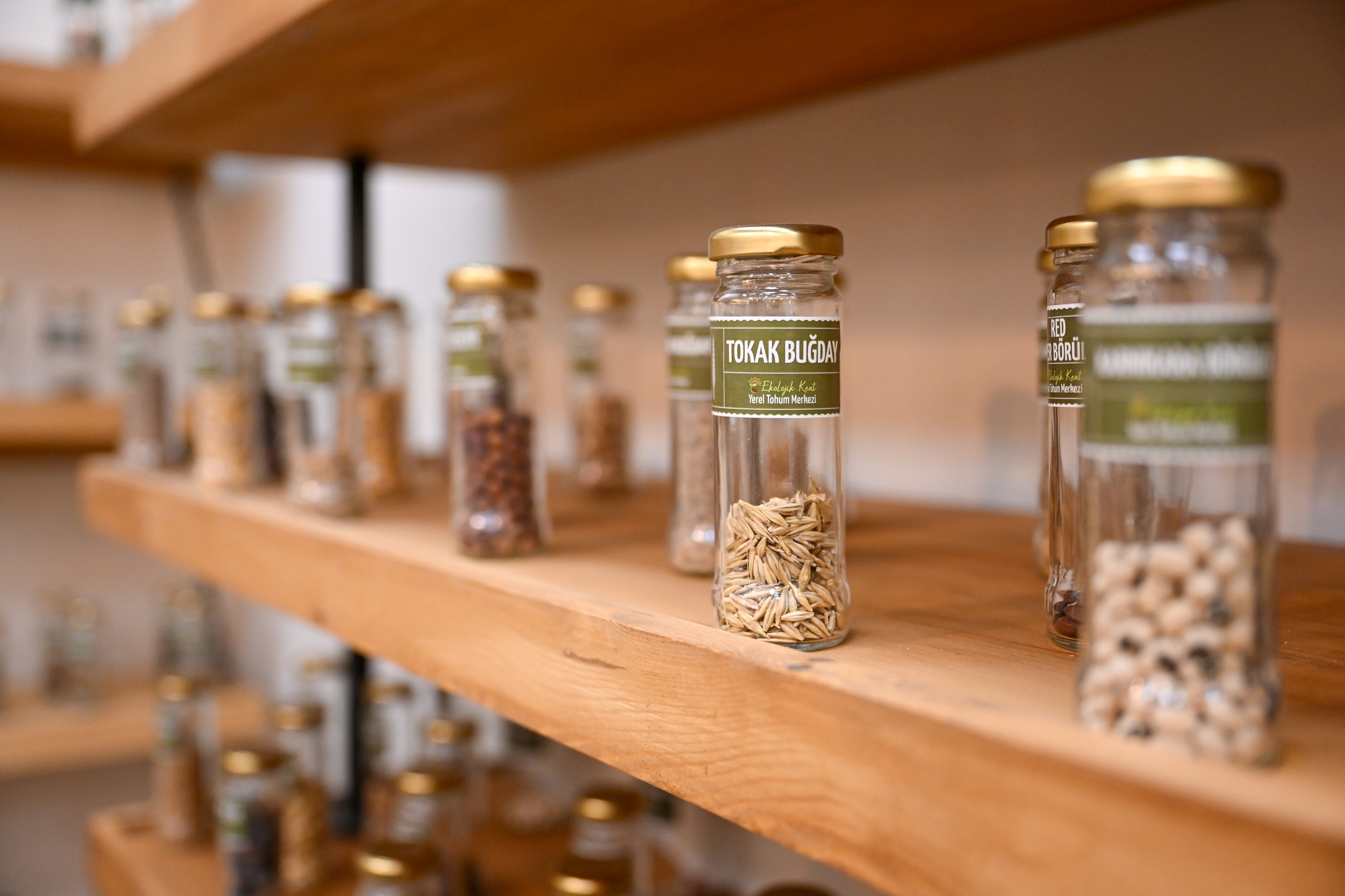 Yerel tohumdan geleceğe yönelik umut