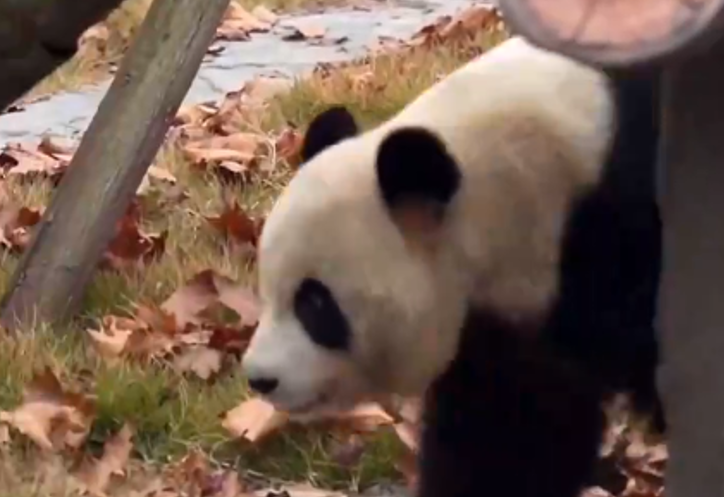 Çin’in yeni ”Dev Panda” merkezi, halkın ziyaretine açıldı