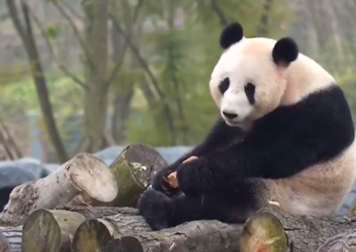 Çin’in yeni ”Dev Panda” merkezi, halkın ziyaretine açıldı