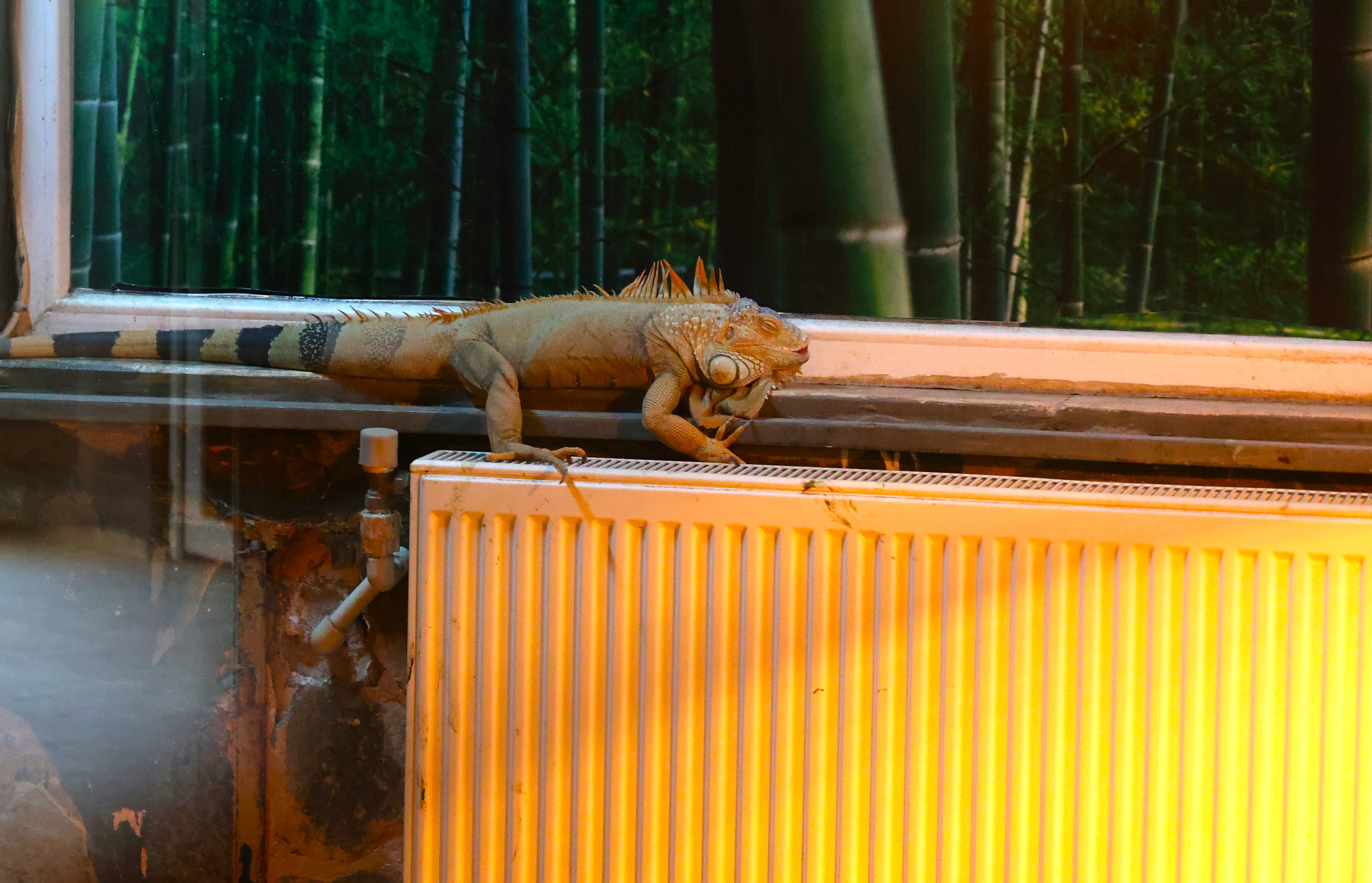 Antalya Büyükşehir Belediyesi Doğal Yaşam Parkı’nda kış tedbirleri