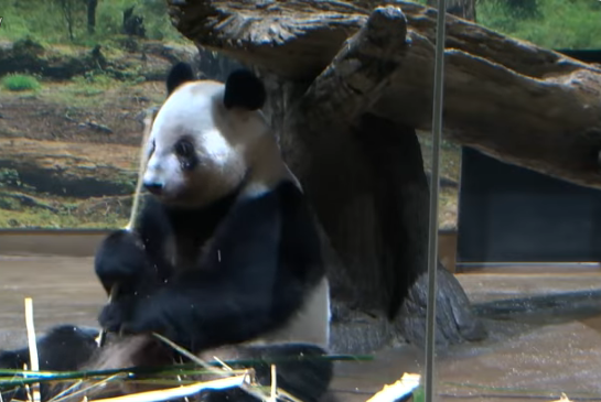 Binlerce Japon, Çin’e iade edilecek dev pandalarına veda etti