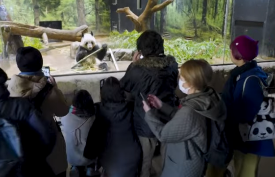 Binlerce Japon, Çin’e iade edilecek dev pandalarına veda etti