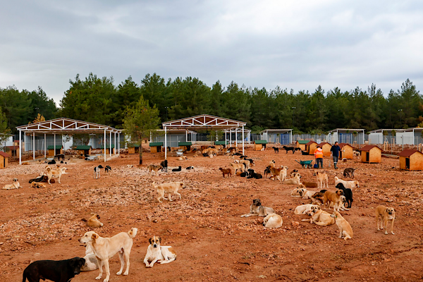 Antalya’da sahipsiz köpekler için doğal yaşam alanı genişletildi