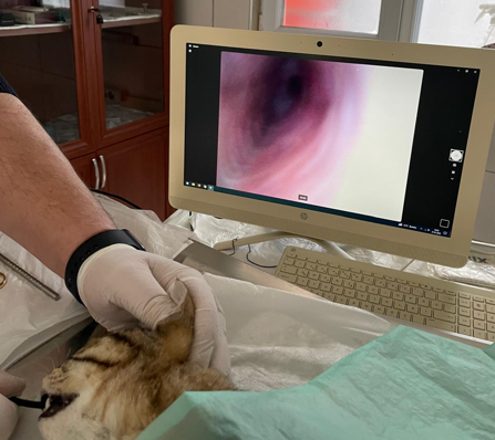 Giresun’da sokak hayvanları için sağlık yatırımı