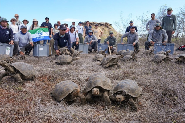 Dev kaplumbağalar NASA rehberliğinde Galapagos’ta vahşi doğaya dönüyor