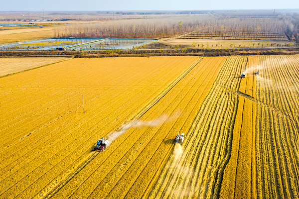 Çin, tarımsal modernleşme ve kırsal kalkınma planını açıkladı