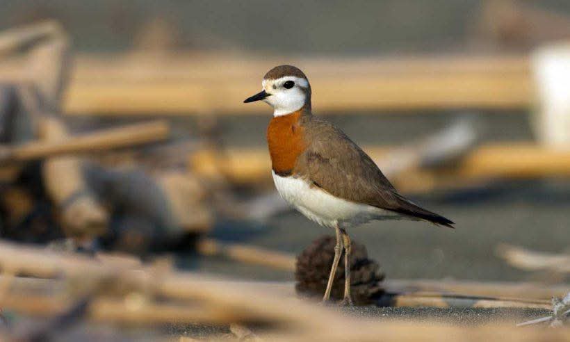 Boyacı: Mileyha’yı korumak Samandağ’ın geleceğini korumaktır