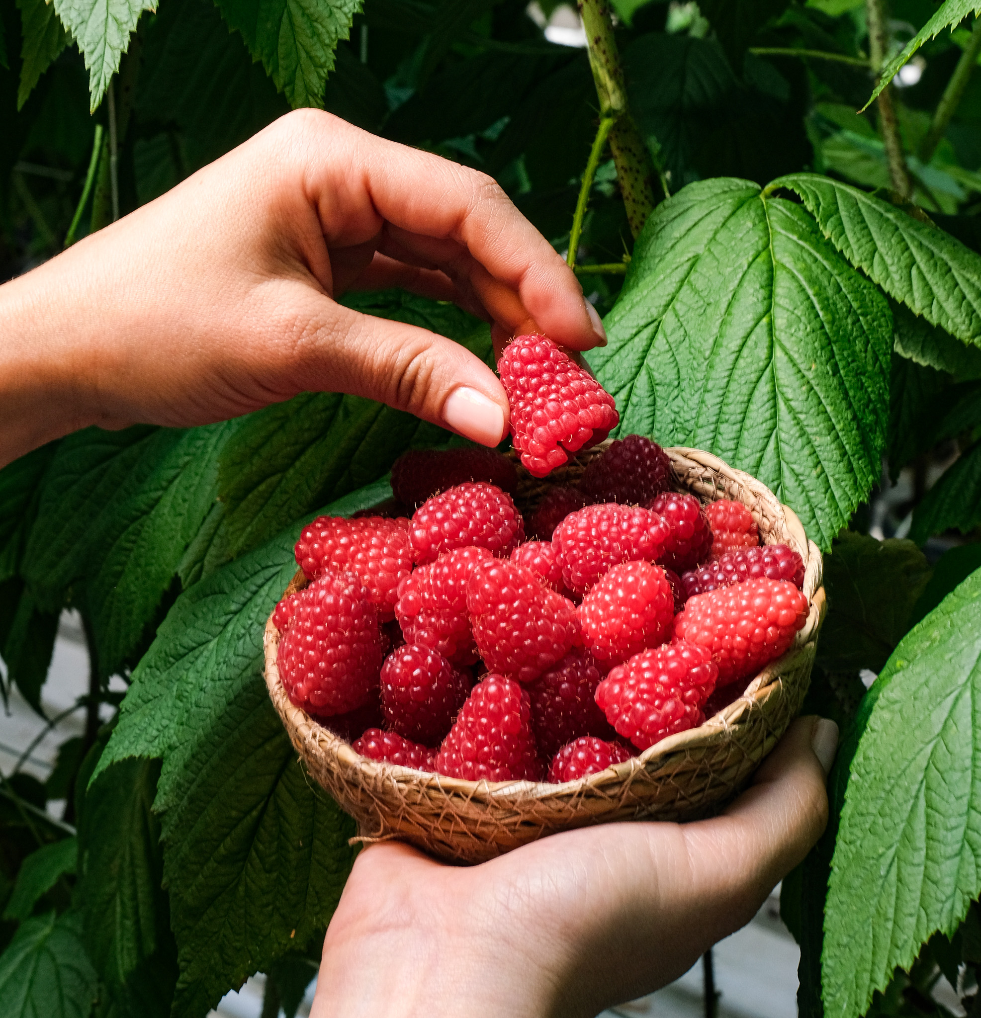 Seralarda sel felaketine Elara Tarım’dan dirençli çözüm