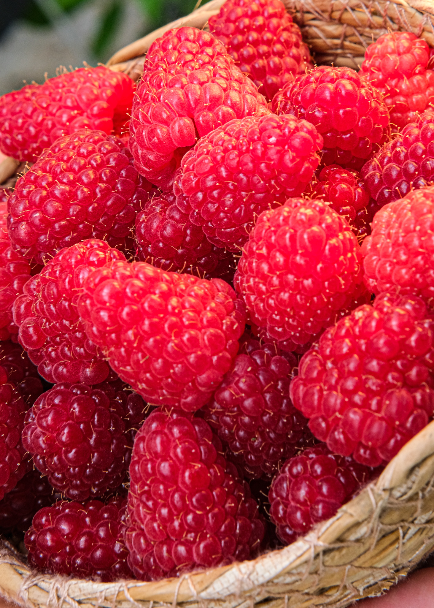 Seralarda sel felaketine Elara Tarım’dan dirençli çözüm