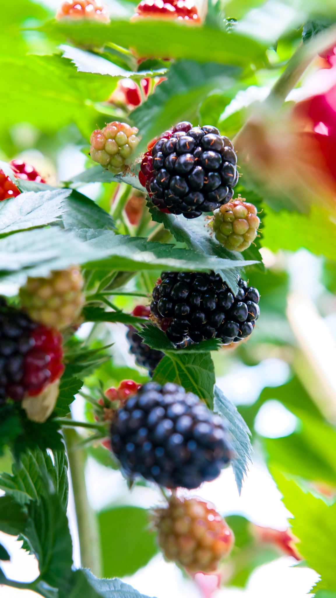 Seralarda sel felaketine Elara Tarım’dan dirençli çözüm