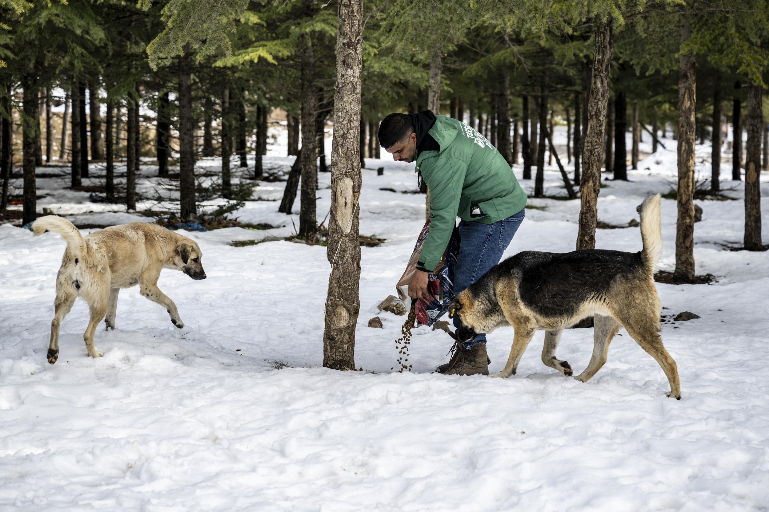 Büyükşehir ekipleri Toros Dağları’ndaki yılkı atlarını besledi