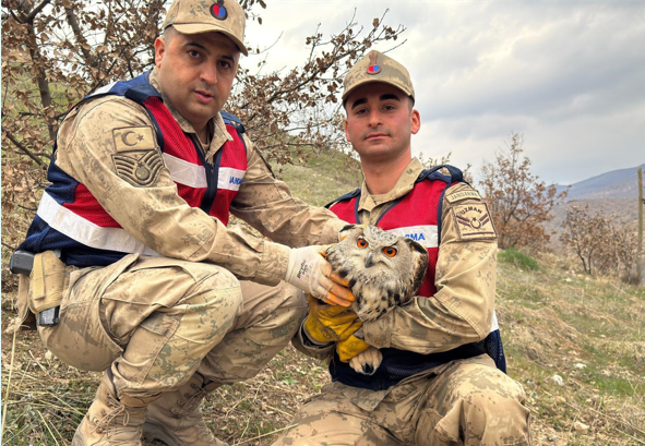 Siirt’te Kulaklı Baykuş koruma altına alındı