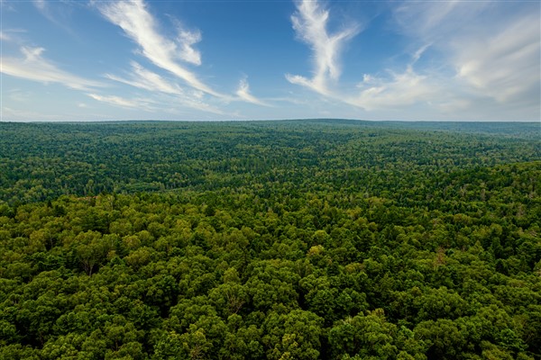 Çin’in orman alanı ve stok hacmi üst üste 40 yıldır arttı