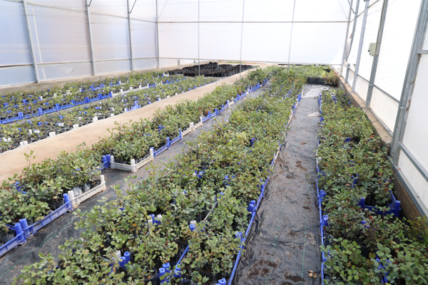 Antalya’da 5 bin keçiboynuzu fidanı üreticilere dağıtılacak