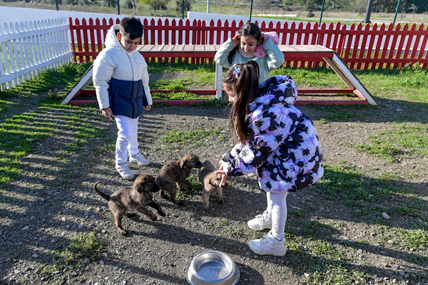 İzmir’de 3 bin 300 hayvan sahiplendirildi