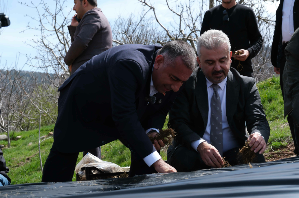 Adana’da üreticiye 900 bin çilek fidesi desteği