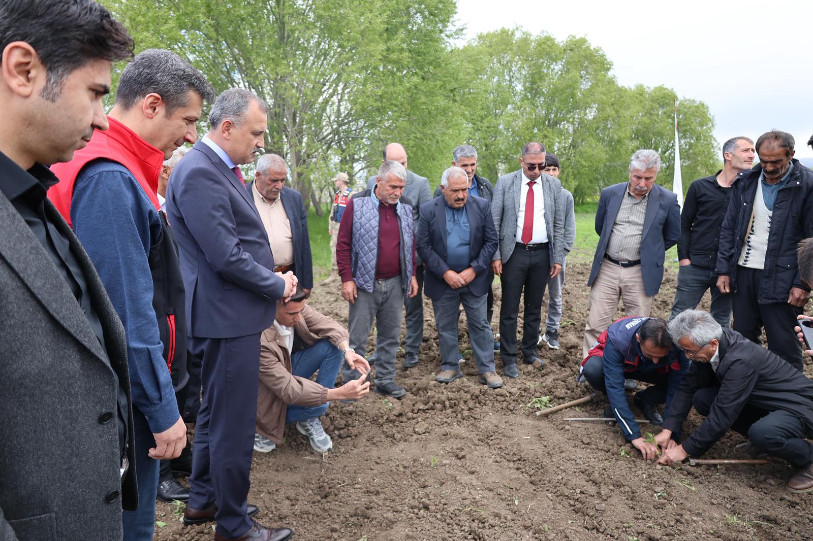 Aşkale Köyü’nde çiftçilere sebze fidesi dağıtıldı