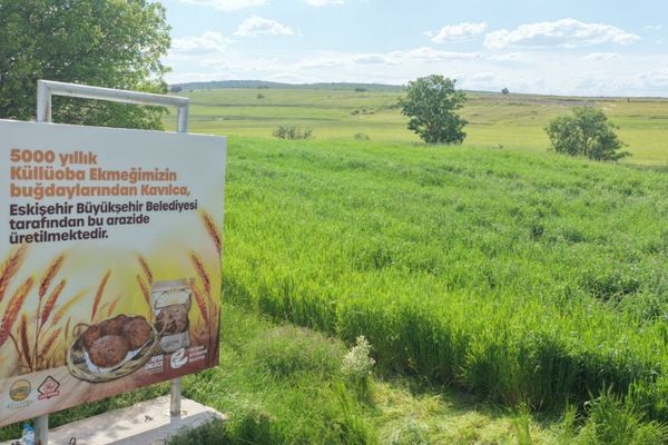 Eskişehir’de 5 bin yıllık Kavılca Buğdayı yeniden başak verdi